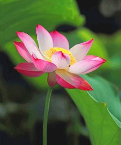 White Pink Lotus Paint by numbers