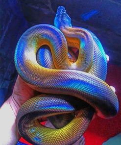 Colorful Albertis Python adult paint by numbers