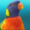 Colorful Parrot Adult Paint by number