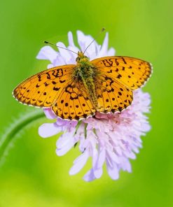 Copper Butterfly adult paint by numbers
