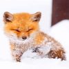 Cute Baby Fox adult paint by number