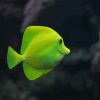 Green Fish aquarium adult paint by number
