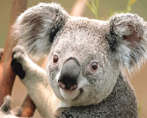 Koala Paint by number