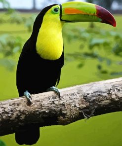 Loro Tucan Paint by number