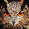 Red Owl Eyes Paint by number