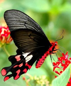 Black Magnificent Butterfly paint by number