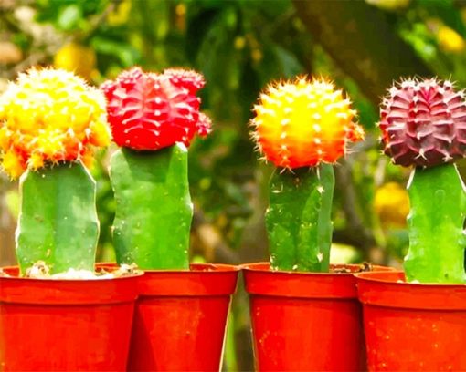 Colorful Cactus paint by number