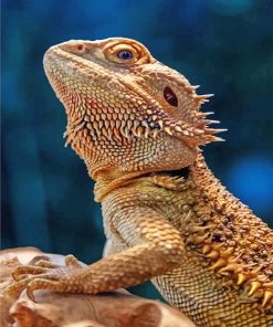 Lizard Bearded Agama paint by number