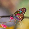 Magnificent Colorful Butterfly paint by number