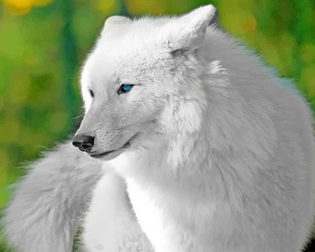 White Wolf - Animals Paint By Numbers - Paint by numbers UK
