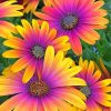 African Daisy Flower adult paint by numbers