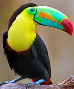 Beautiful Colored Toucan adult paint by numbers