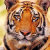 Bengal Tiger adult paint by numbers