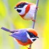 Black Throated Bushtit Paint By numbers