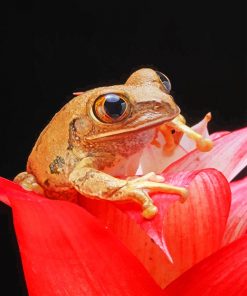 Brown Frog on Red Petal Flower adult paint by numbers