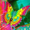 Colorful Butterfly Adult paint by number