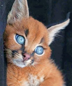 Cool kitty with Blue Eyes paint by numbers