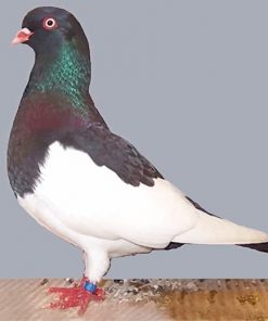 German Magpie Pigeon adult paint by numbers