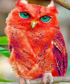 Madagascar Red Owl adult paint by numbers