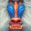 Mandrill Illustration adult paint by numbers