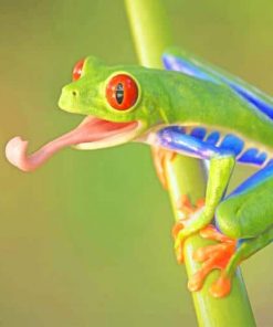 Red Eyed Tree Frog adult paint by numbers