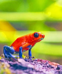 Red and Blue Frog adult paint by numbers
