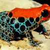 Reticulated Poison Frog adult paint by numbers