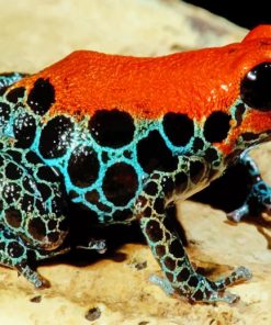 Reticulated Poison Frog adult paint by numbers