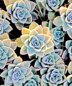 Aesthetic Succulents Paint By Numbers