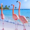 Aruba Flamingos paint by number