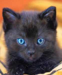 Baby Black Cat paint by numbers