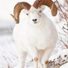 Beautiful White Sheep paint by number