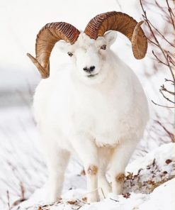Beautiful White Sheep paint by number
