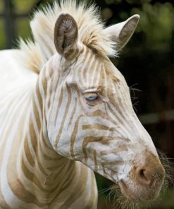 Blonde Zebra Paint By numbers