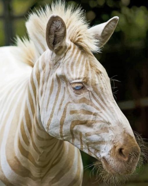 Blonde Zebra Paint By numbers
