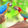 Colorful Birds paint by numbers