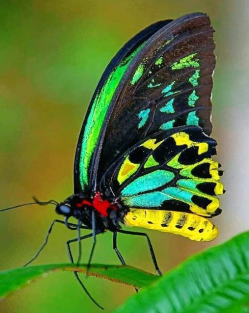 Colorful Butterfly paint by numbers