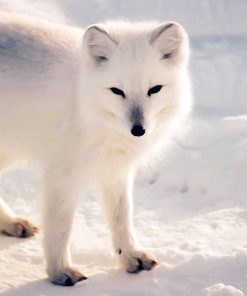 Cute Arctic Fox paint by number