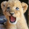 Cute Baby Lion paint by numbers