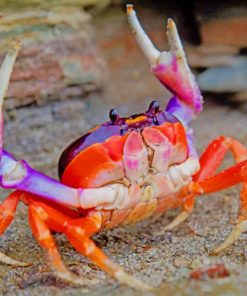 Cute Crab Paint By Numbers