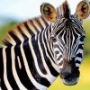 Cute Zebra paint by number