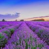 Field Of Lavender Paint By Numbers