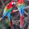 Harlequin Macaw Paint By numbers