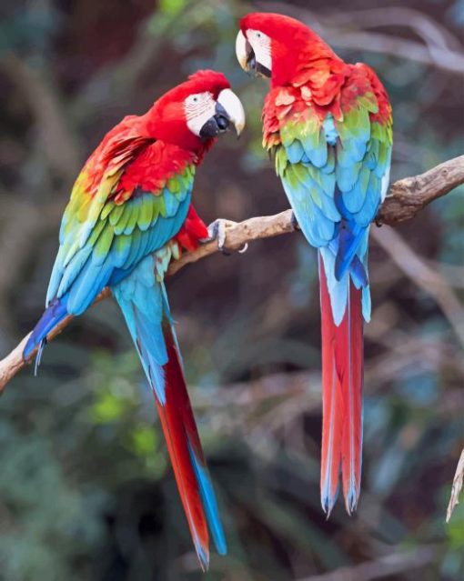 Harlequin Macaw Paint By numbers