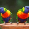 Lovely Colorful Parrots paint by number