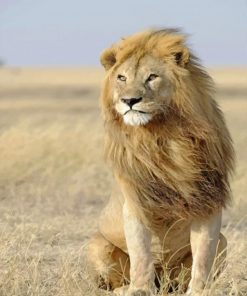 Male Lions in The Wild paint by numbers