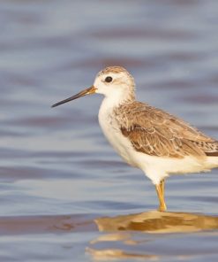 Marsh Sandpiper Paint By Numbers