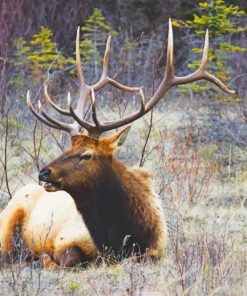 Moose Wildlife Paint By Numbers