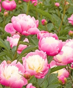 Peony bowl of beauty paint by numbers