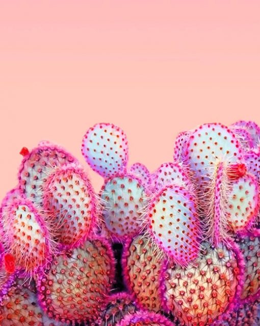 Pink Cactus paint by numbers